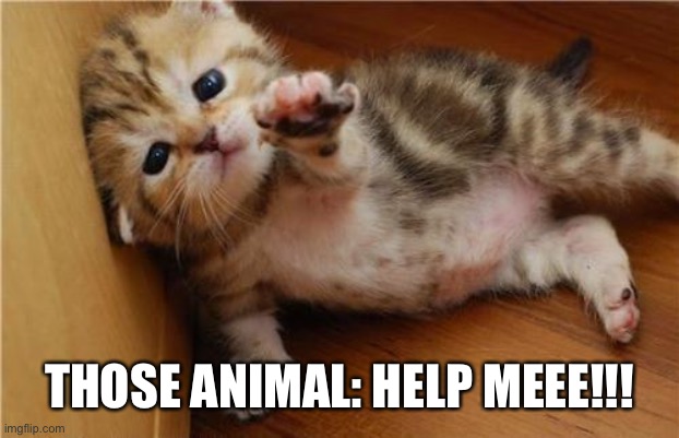 Help Me Kitten | THOSE ANIMAL: HELP MEEE!!! | image tagged in help me kitten | made w/ Imgflip meme maker