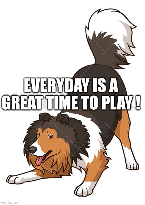 Sheltie playtime | EVERYDAY IS A GREAT TIME TO PLAY ! | image tagged in sheltie,play,happy | made w/ Imgflip meme maker