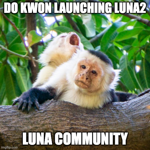 Do Kwon Launches Luna2 | DO KWON LAUNCHING LUNA2; LUNA COMMUNITY | image tagged in weary monkey | made w/ Imgflip meme maker