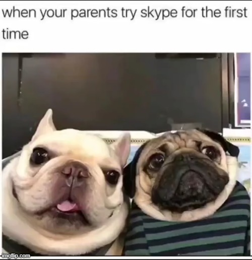 image tagged in pugs,parents,skype | made w/ Imgflip meme maker