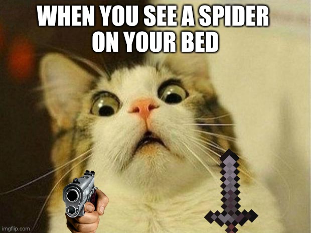 I will! | WHEN YOU SEE A SPIDER 
ON YOUR BED | image tagged in memes,scared cat | made w/ Imgflip meme maker