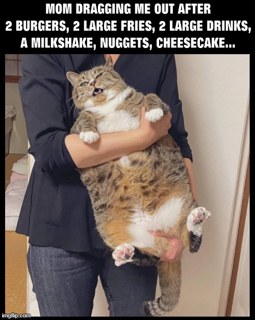 image tagged in cat,burgers,moms,children,fast food,foodies | made w/ Imgflip meme maker