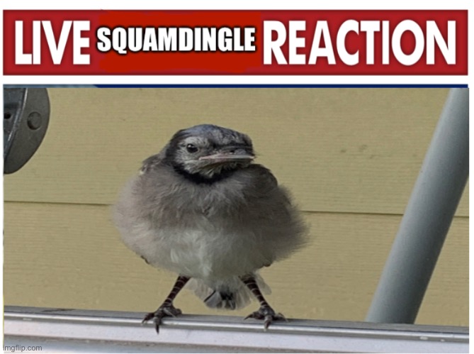 Squamdingle the bird | image tagged in bird,meme | made w/ Imgflip meme maker