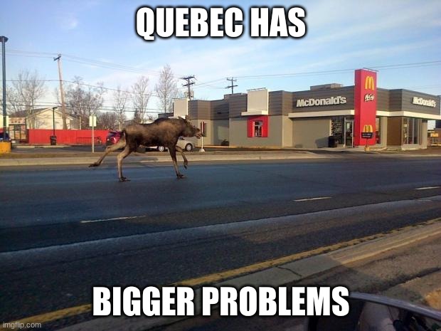 moose in quebec | QUEBEC HAS BIGGER PROBLEMS | image tagged in moose in quebec | made w/ Imgflip meme maker
