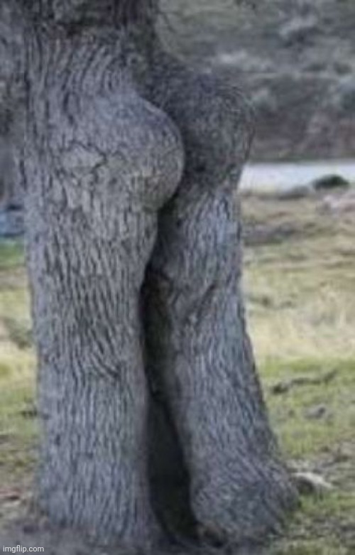 Ass tree | made w/ Imgflip meme maker