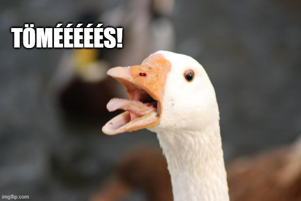 Angry Goose | TÖMÉÉÉÉÉS! | image tagged in angry goose | made w/ Imgflip meme maker