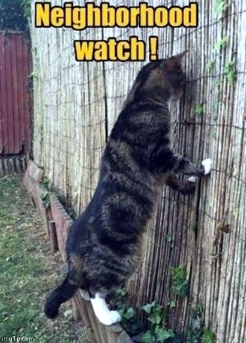 Undercover | image tagged in cat,watch,cop | made w/ Imgflip meme maker