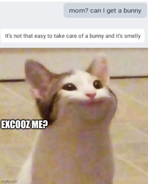 I'm offended for bunnykind | EXCOOZ ME? | image tagged in pop cat meme | made w/ Imgflip meme maker