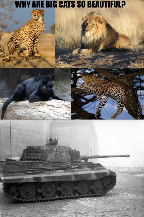 Blank White Template | WHY ARE BIG CATS SO BEAUTIFUL? | image tagged in memes,funny,ww2,tiger ii | made w/ Imgflip meme maker