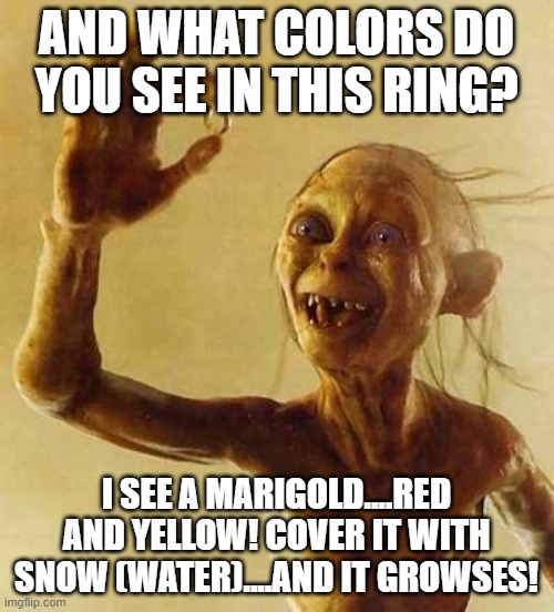 My precious Gollum | AND WHAT COLORS DO YOU SEE IN THIS RING? I SEE A MARIGOLD....RED AND YELLOW! COVER IT WITH SNOW (WATER)....AND IT GROWSES! | image tagged in my precious gollum | made w/ Imgflip meme maker