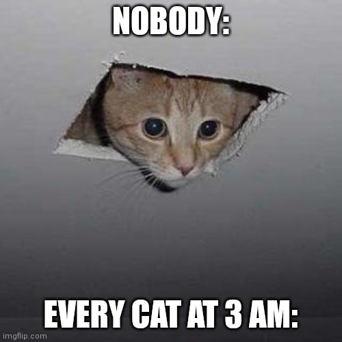 Ceiling Cat Meme | NOBODY:; EVERY CAT AT 3 AM: | image tagged in memes,ceiling cat | made w/ Imgflip meme maker