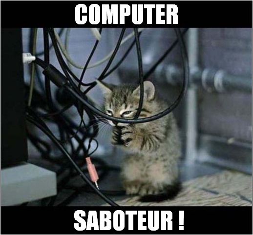 Evil Kitten Vs Technology | COMPUTER; SABOTEUR ! | image tagged in cats,kittens,computer,saboteur | made w/ Imgflip meme maker