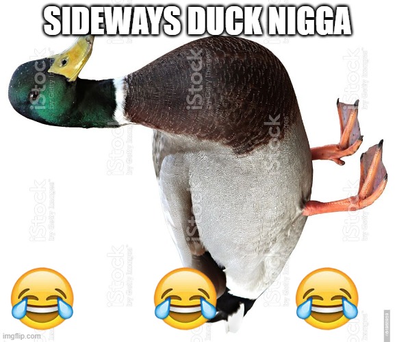 Sideways duck | SIDEWAYS DUCK NIGGA | image tagged in duck,watermark,rotate,funny,emoji,laughing | made w/ Imgflip meme maker