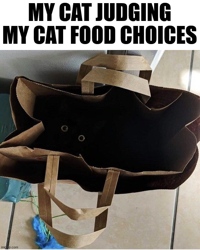 MY CAT JUDGING MY CAT FOOD CHOICES | image tagged in cats | made w/ Imgflip meme maker