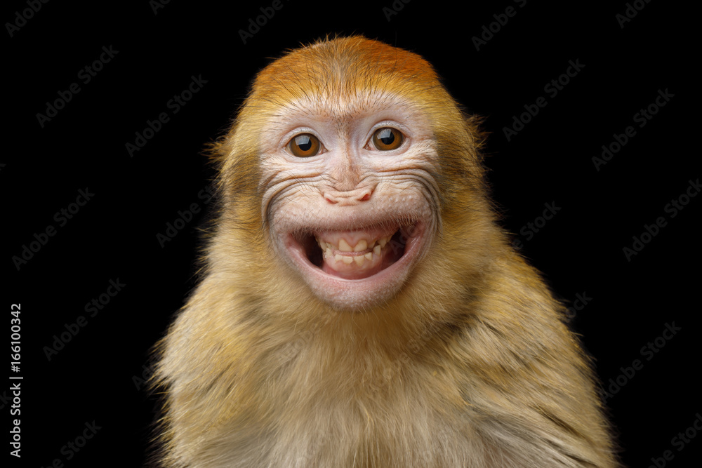 High Quality monkey Blank Meme Template