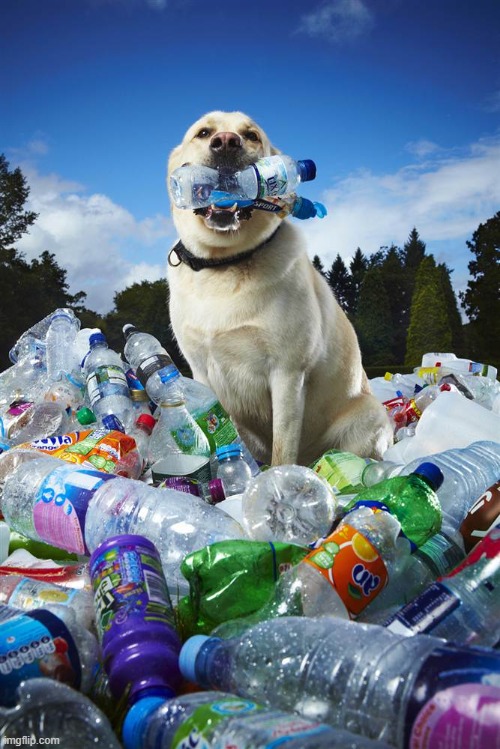 Dog On Top of Trash | image tagged in dogs,trash | made w/ Imgflip meme maker