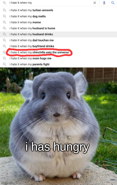so annoying | i has hungry | image tagged in come through chinchilla | made w/ Imgflip meme maker