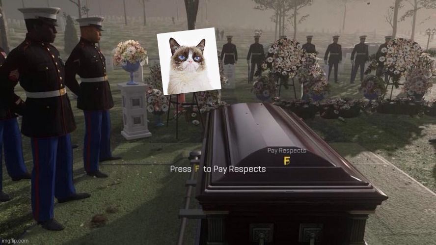 Create meme Cat, press f to pay respect cat, press f cat - Pictures 