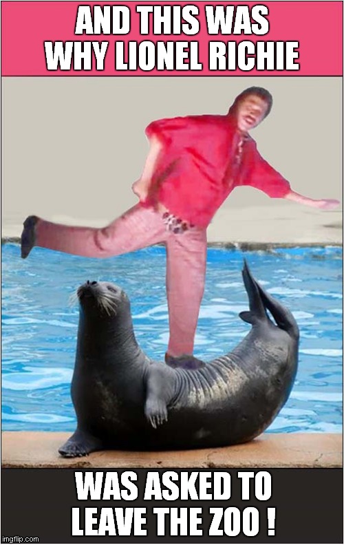He Couldn't Stop Dancing On The Sea Lion ! | AND THIS WAS WHY LIONEL RICHIE; WAS ASKED TO LEAVE THE ZOO ! | image tagged in lionel richie,sealion,visual pun,song lyrics | made w/ Imgflip meme maker