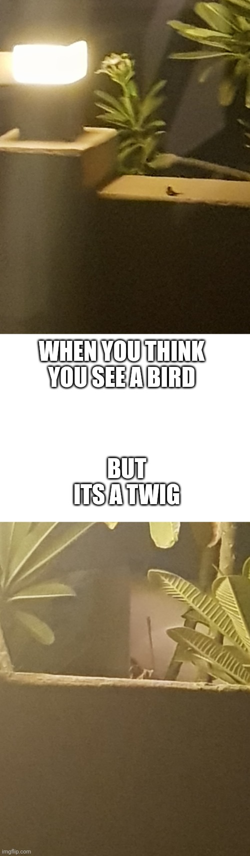 Yes | WHEN YOU THINK YOU SEE A BIRD; BUT
ITS A TWIG | image tagged in blank white template | made w/ Imgflip meme maker