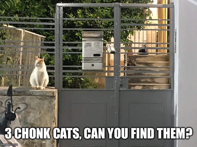 3 CHONK CATS, CAN YOU FIND THEM? | image tagged in cats | made w/ Imgflip meme maker