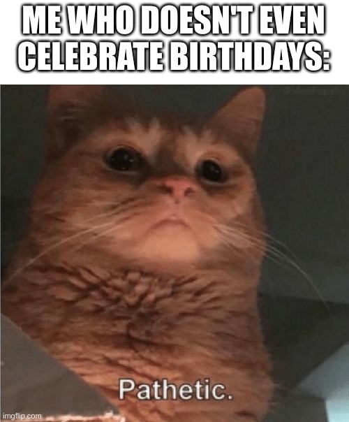 Pathetic Cat | ME WHO DOESN'T EVEN CELEBRATE BIRTHDAYS: | image tagged in pathetic cat | made w/ Imgflip meme maker