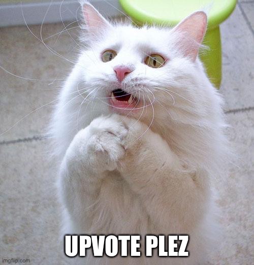 Begging Cat | UPVOTE PLEZ | image tagged in begging cat | made w/ Imgflip meme maker