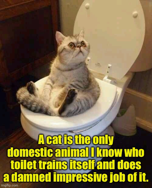 Toilet training | A cat is the only domestic animal I know who toilet trains itself and does a damned impressive job of it. | image tagged in toilet cat,toilet trained,independent,good job,cat | made w/ Imgflip meme maker