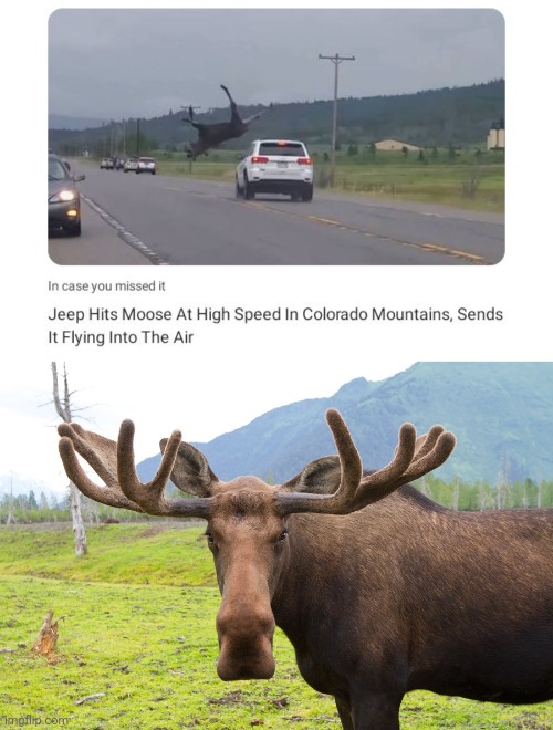 Moooooose | image tagged in moose face,moose,news,memes,meme,jeep | made w/ Imgflip meme maker