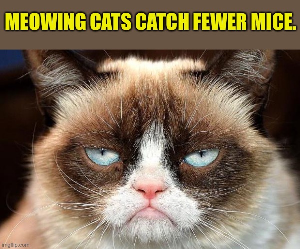 Grumpy cat | MEOWING CATS CATCH FEWER MICE. | image tagged in memes,grumpy cat not amused,grumpy cat,meowing cat,catch fewer mice | made w/ Imgflip meme maker
