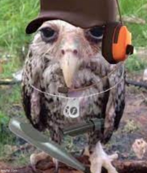 goofy ahh bird scout | made w/ Imgflip meme maker