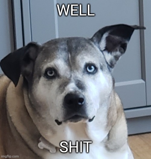 WELL SHIT | image tagged in overweight dog | made w/ Imgflip meme maker