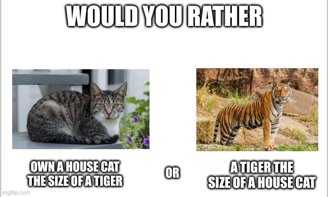 my first would you rather meme :) | WOULD YOU RATHER; OWN A HOUSE CAT THE SIZE OF A TIGER; A TIGER THE SIZE OF A HOUSE CAT; OR | image tagged in white background,memes,would you rather | made w/ Imgflip meme maker