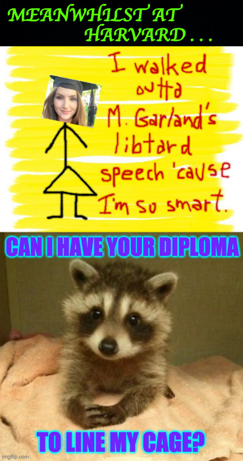 She was surprised at how much support she got on Twitter. | MEANWHILST AT
               HARVARD . . . CAN I HAVE YOUR DIPLOMA; TO LINE MY CAGE? | image tagged in memes,harvard sad,trash panda therapist | made w/ Imgflip meme maker