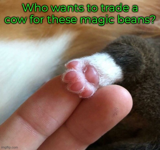 Cute Lil’ Kitty Paws | Who wants to trade a cow for these magic beans? | image tagged in funny memes,funny cat memes,funny cats | made w/ Imgflip meme maker