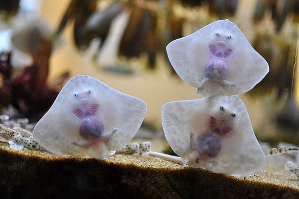 Baby Stingrays | image tagged in awesome,pics,photography | made w/ Imgflip meme maker