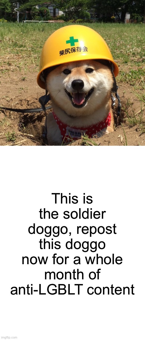 This is the soldier doggo, repost this doggo now for a whole month of anti-LGBLT content | image tagged in blank white template | made w/ Imgflip meme maker