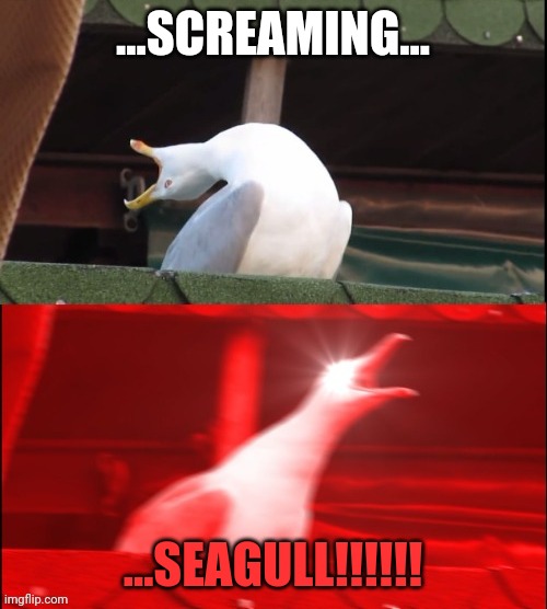 Oh boy I sure do hope this works 1/2 | ...SCREAMING... ...SEAGULL!!!!!! | image tagged in screaming seagull | made w/ Imgflip meme maker