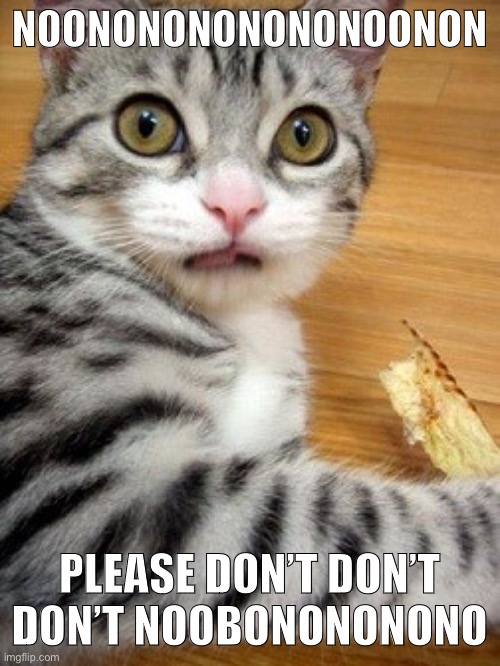 worried cat | NOONONONONONONOONON PLEASE DON’T DON’T DON’T NOOBONONONONO | image tagged in worried cat | made w/ Imgflip meme maker