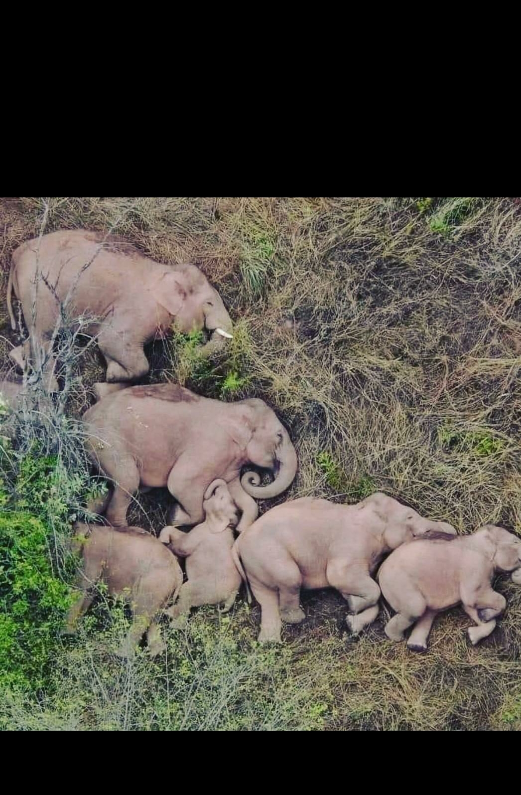 Elephant sleeping Blank Meme Template