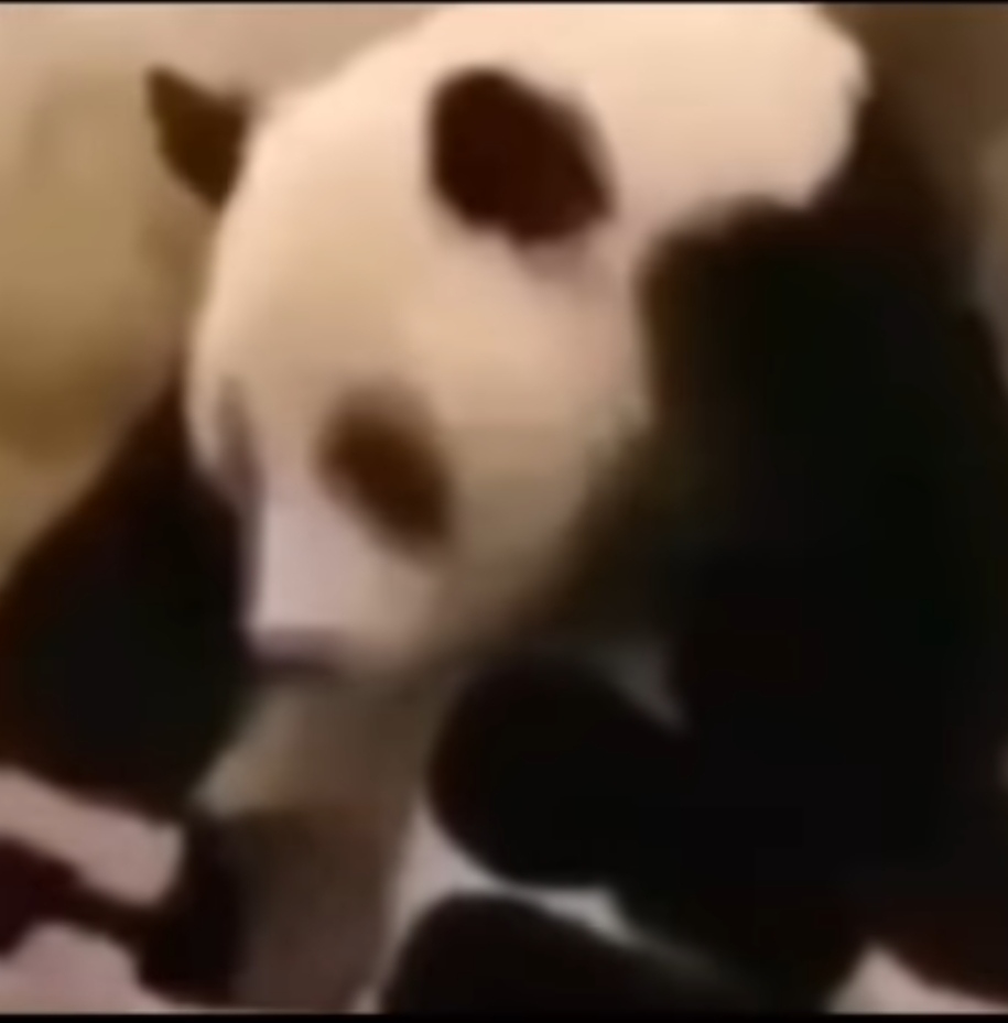 High Quality Panda ? Blank Meme Template