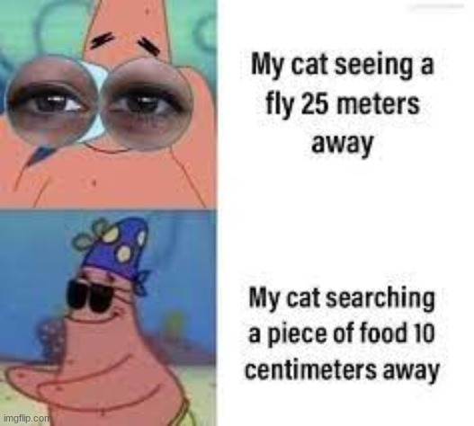 cats be like | image tagged in cats | made w/ Imgflip meme maker