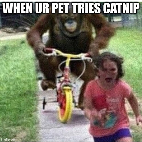 when ur pet tries catnip | WHEN UR PET TRIES CATNIP | image tagged in catnip,funny,my meme,true,monkey | made w/ Imgflip meme maker