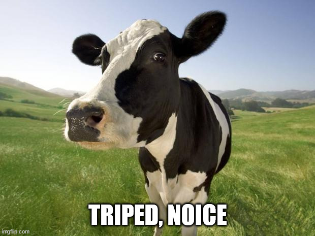 cow | TRIPED, NOICE | image tagged in cow | made w/ Imgflip meme maker