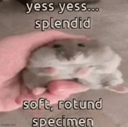 hello | image tagged in soft rotund specimen | made w/ Imgflip meme maker