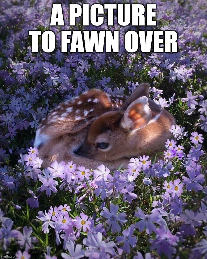 A PICTURE TO FAWN OVER | image tagged in eye roll | made w/ Imgflip meme maker