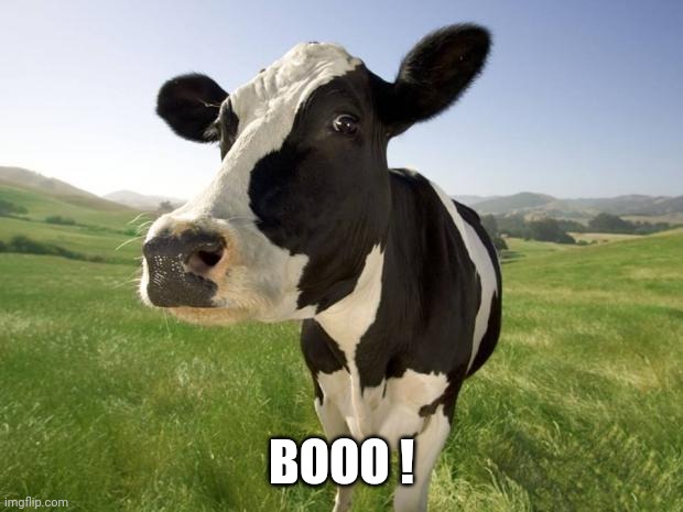 cow | BOOO ! | image tagged in cow | made w/ Imgflip meme maker