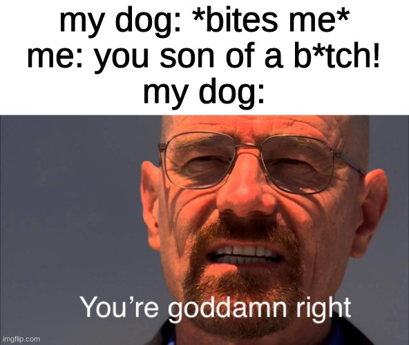 the funni :') | my dog: *bites me*
me: you son of a b*tch!
my dog: | image tagged in your goddam right,memes,you son of a bitch i'm in,lol | made w/ Imgflip meme maker