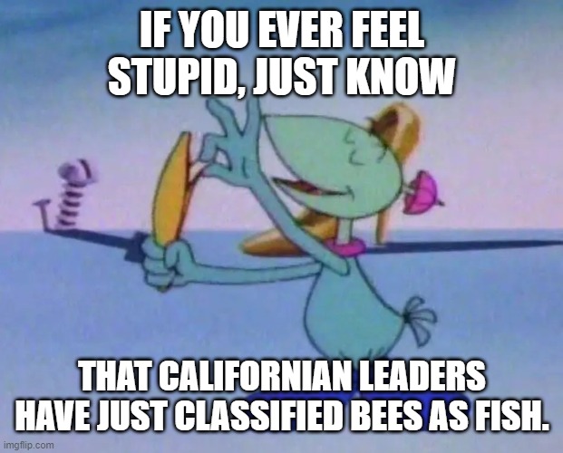 I get the invertebrate part, but how well do they swim? | IF YOU EVER FEEL STUPID, JUST KNOW; THAT CALIFORNIAN LEADERS HAVE JUST CLASSIFIED BEES AS FISH. | image tagged in wut | made w/ Imgflip meme maker