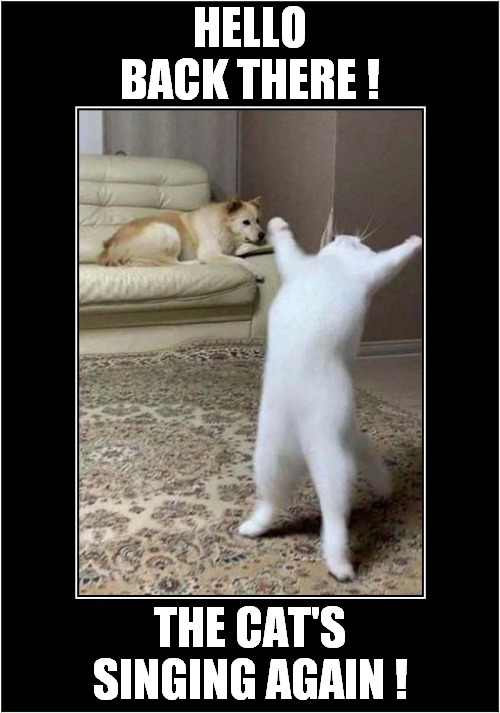 Dog Doesn't Appreciate Cats Performance ! | HELLO BACK THERE ! THE CAT'S SINGING AGAIN ! | image tagged in cats,dogs,singing | made w/ Imgflip meme maker